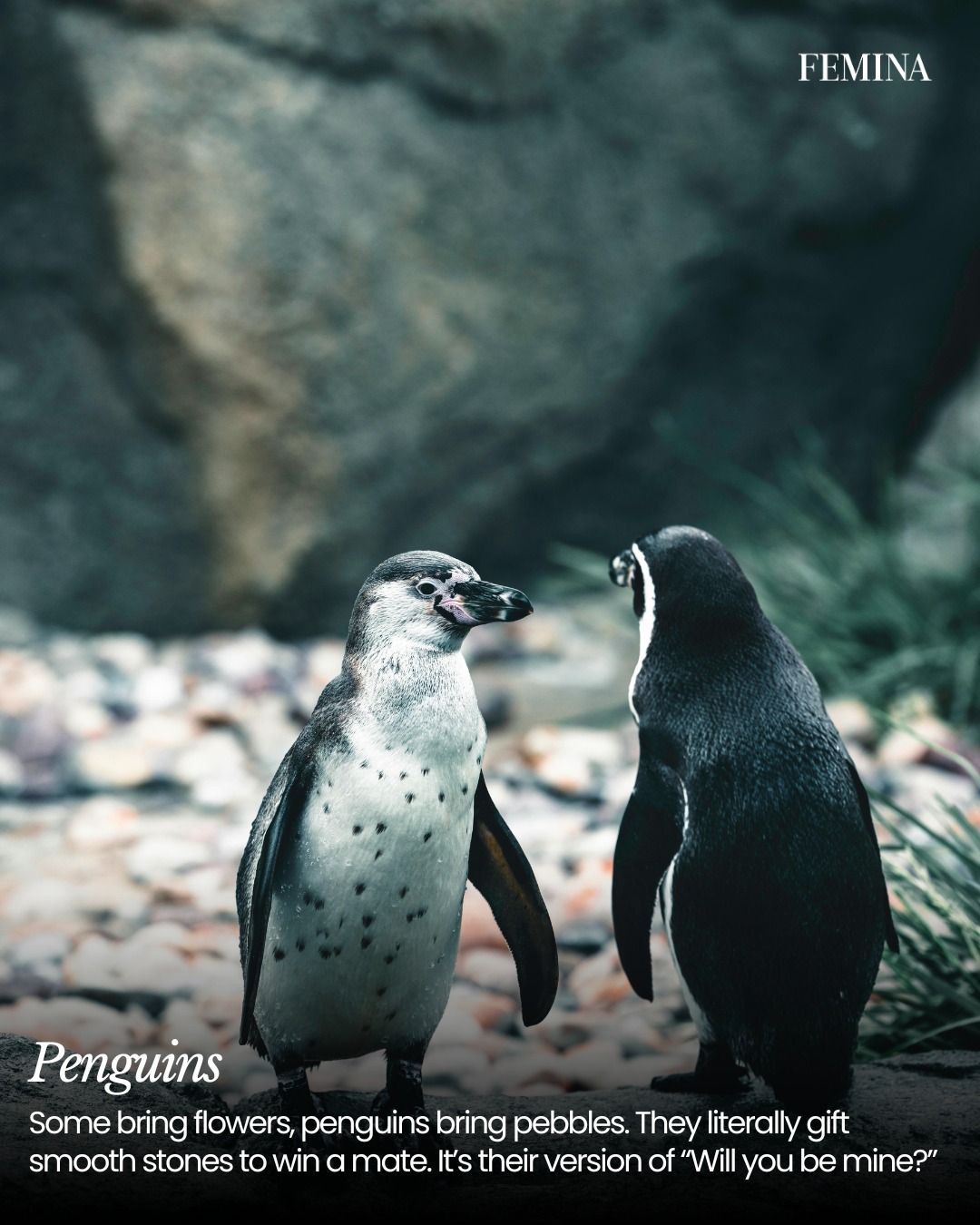 Animal Love's Enduring Expressions