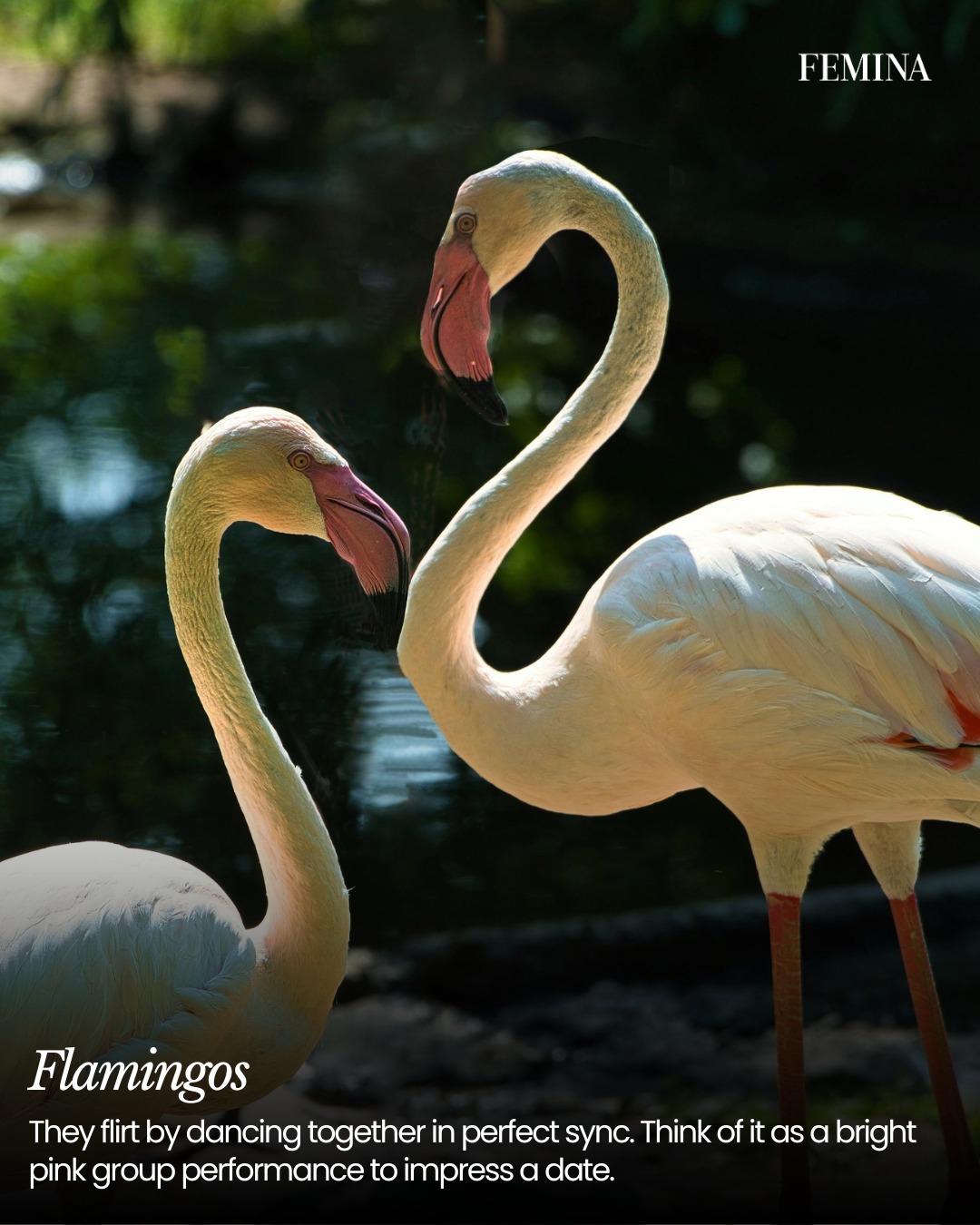 Animal Love's Enduring Expressions
