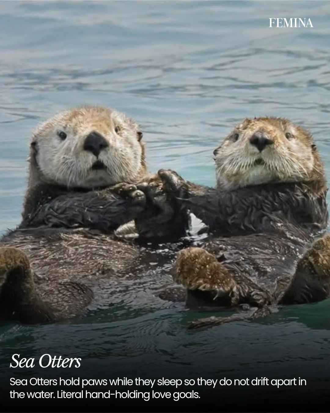 Animal Love's Enduring Expressions