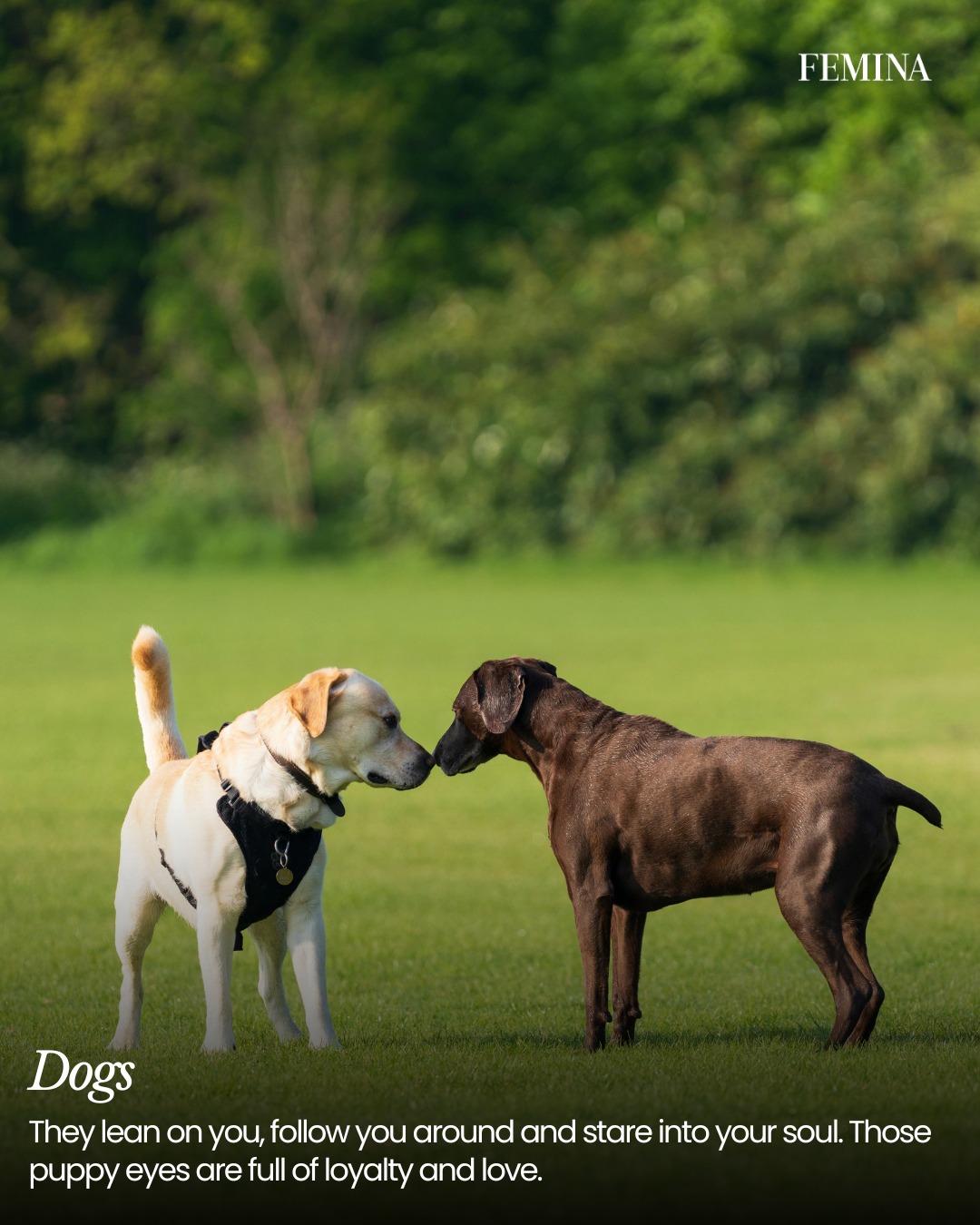 Animal Love's Enduring Expressions