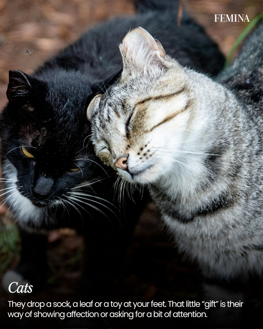 Animal Love's Enduring Expressions