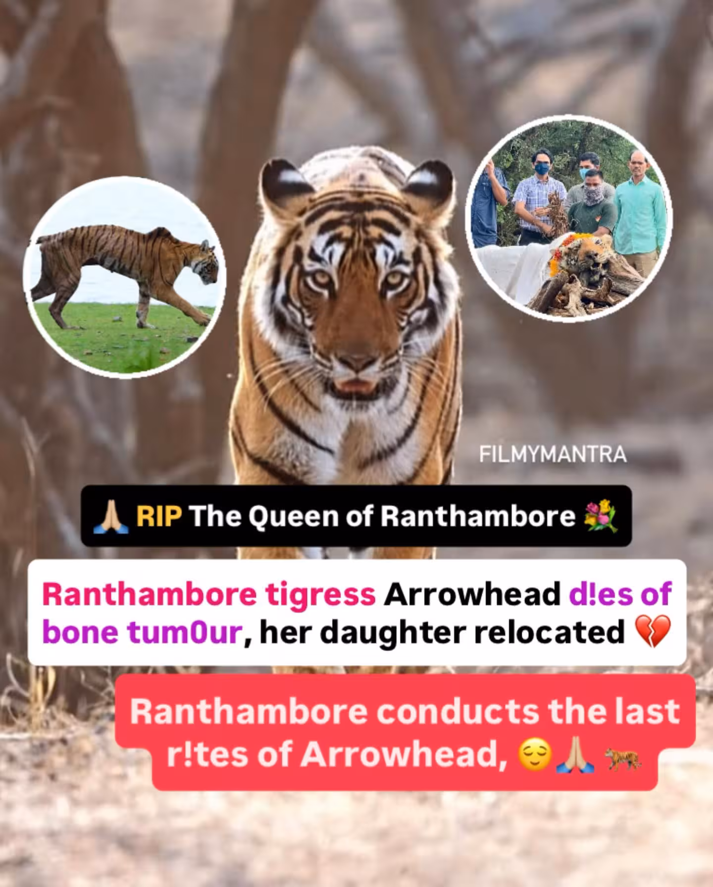 Arrowhead Tigress Dies at Ranthambore Reserve Iconic tigress Arrowhead, a true queen of the forest, succumbs to fatal bone tumor today.
