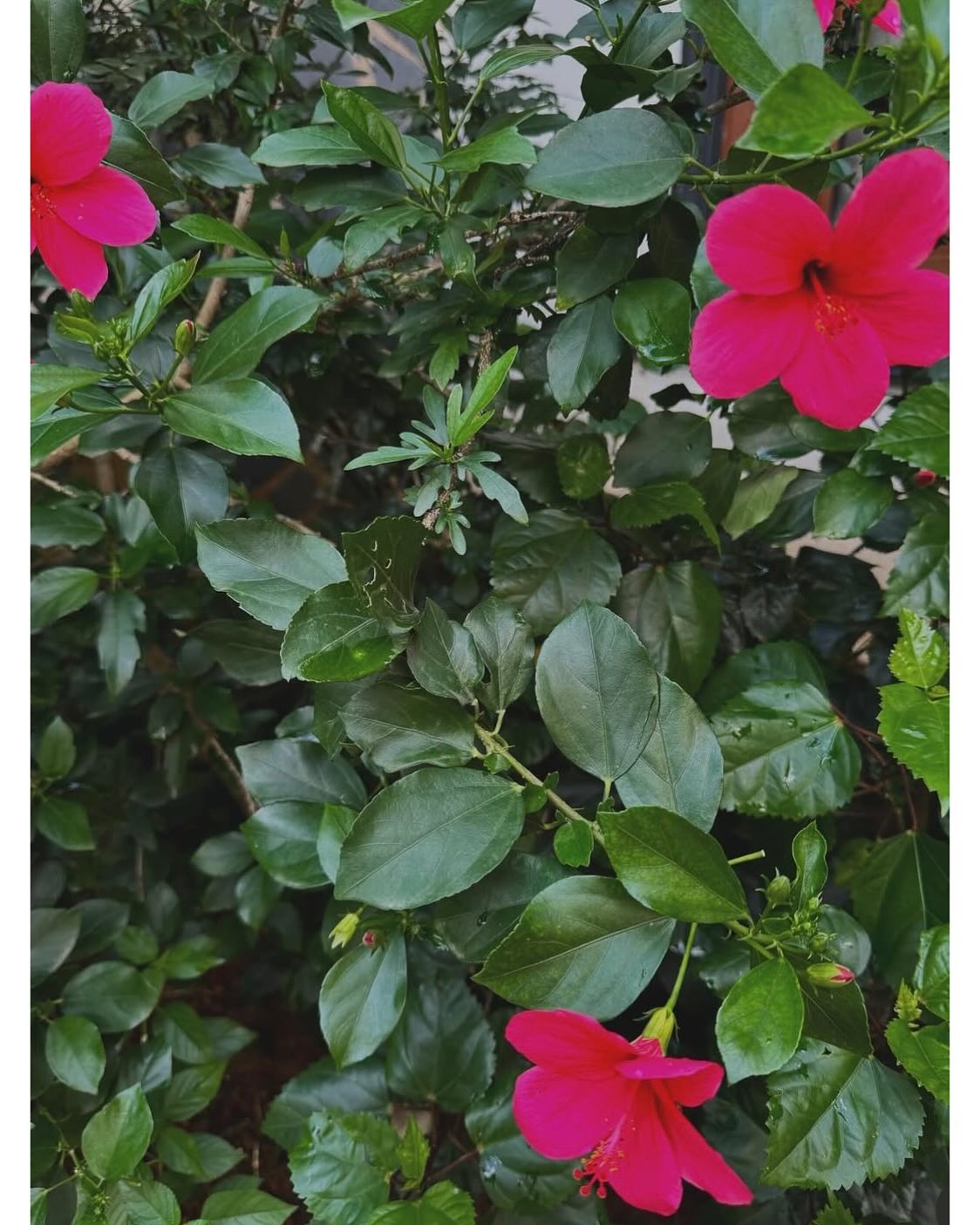 Ashwiny Iyer Tiwari’s Poetic Tribute