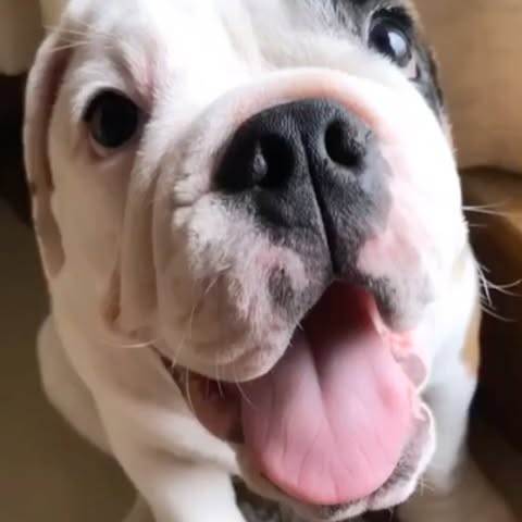 Dhoopar Honors Beloved Dog Oreo