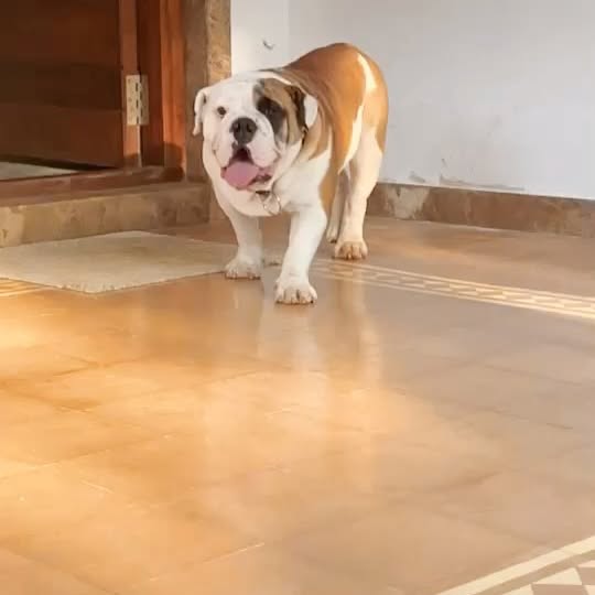 Dhoopar Honors Beloved Dog Oreo