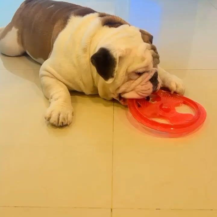 Dhoopar Honors Beloved Dog Oreo