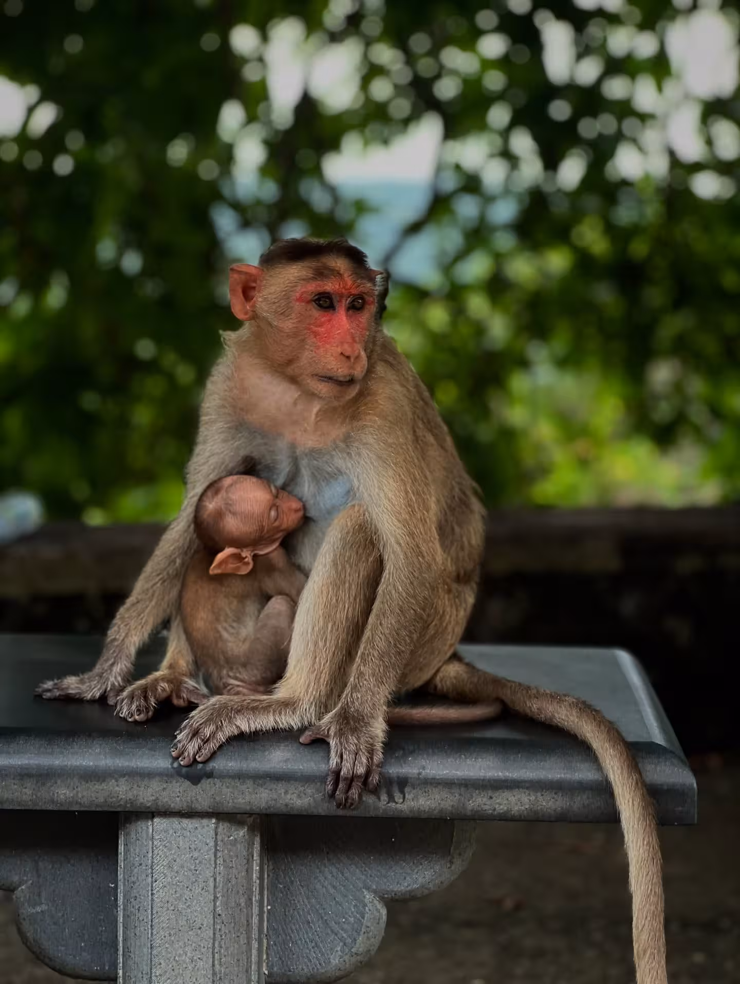 Family Hike: Meiyang Chang Explores Mumbai's Greenery