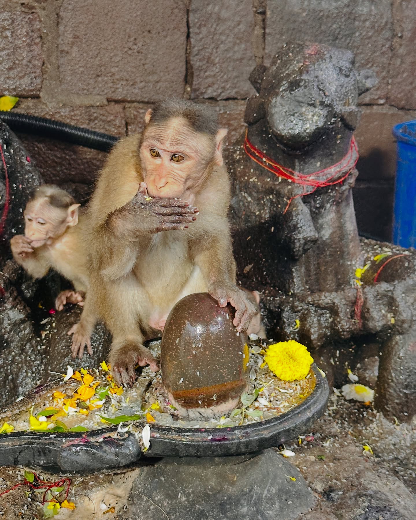Isha Rikhi’s Spiritual Homage