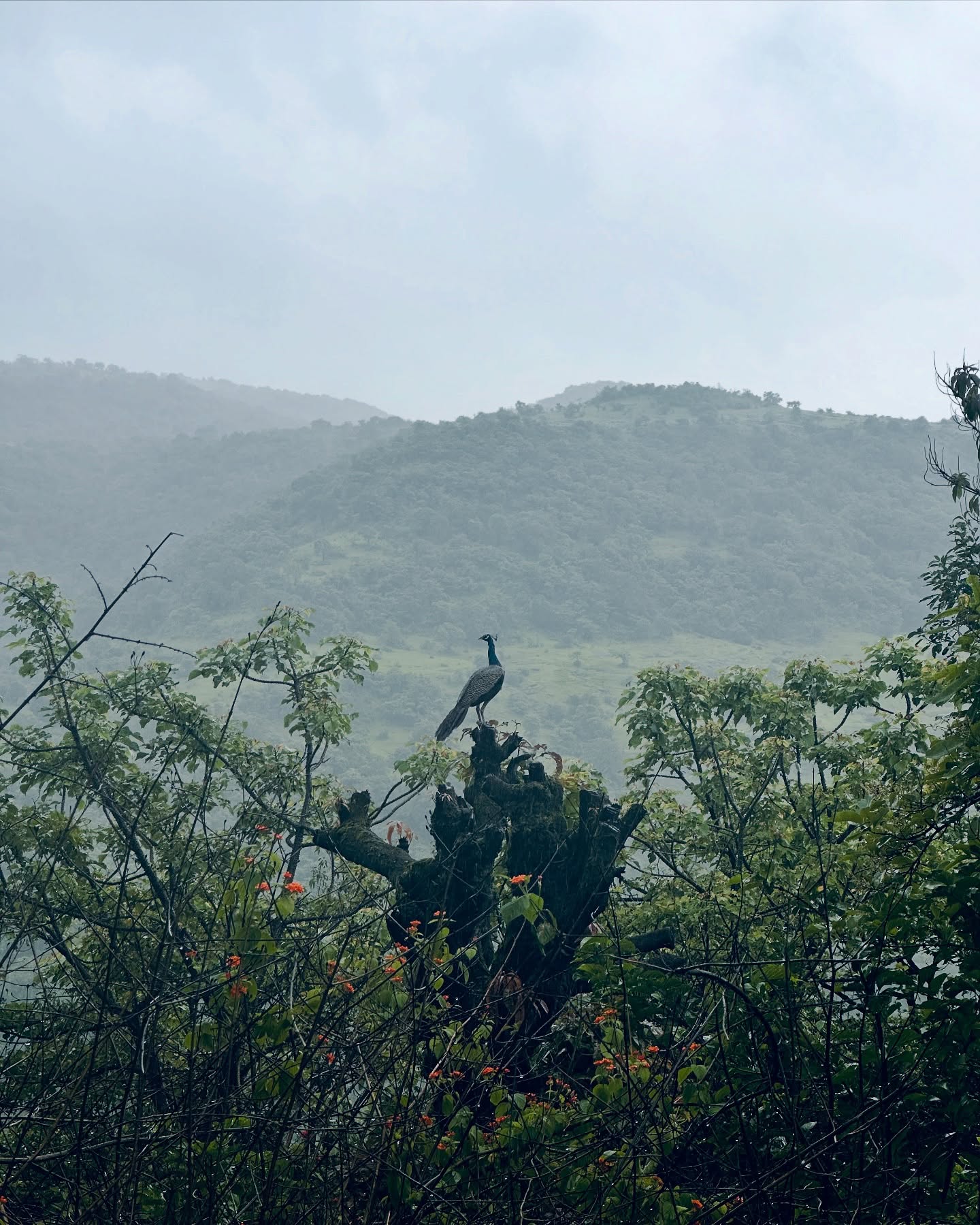 Isha Rikhi’s Spiritual Homage