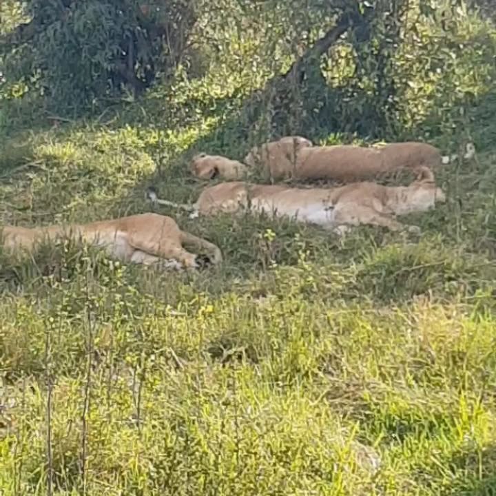 Monday Memories In The Masai Mara