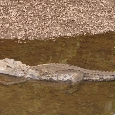 Mumbai To Goa: Celebrity Road Trip And Crocodile Sighting