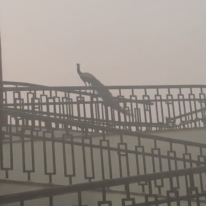 Peacock Serenade At India Gate