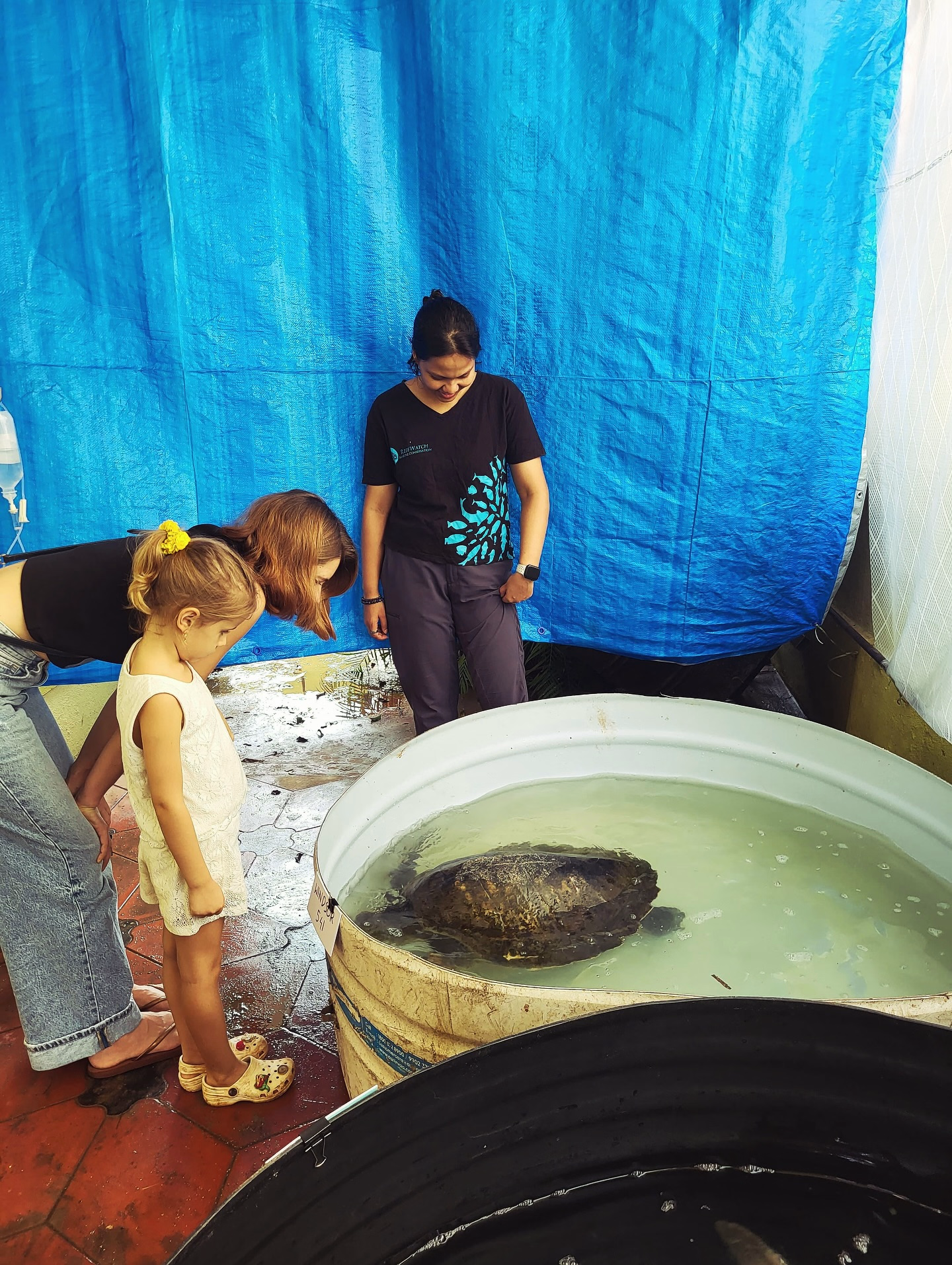 Monsoon adventure: turtle rescues unite eco efforts with community care and wildlife love.