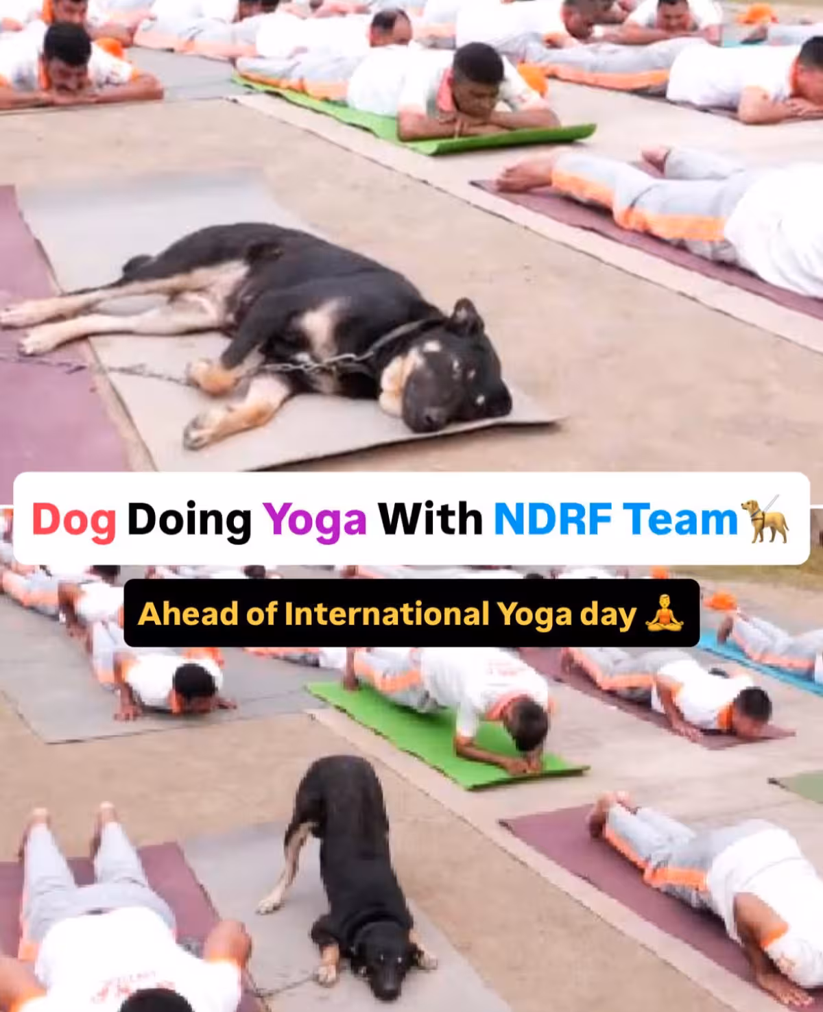 Yoga Dog Steals the Show NDRF dog's flawless asana session inspires unity and wellness on International Yoga Day.!!