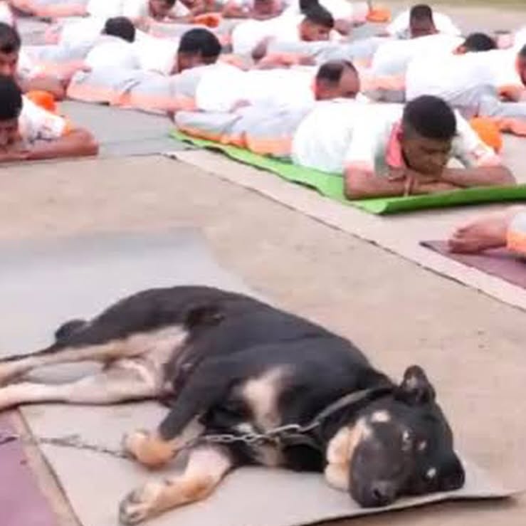 Yoga Dog Steals the Show