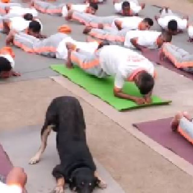 Yoga Dog Steals the Show