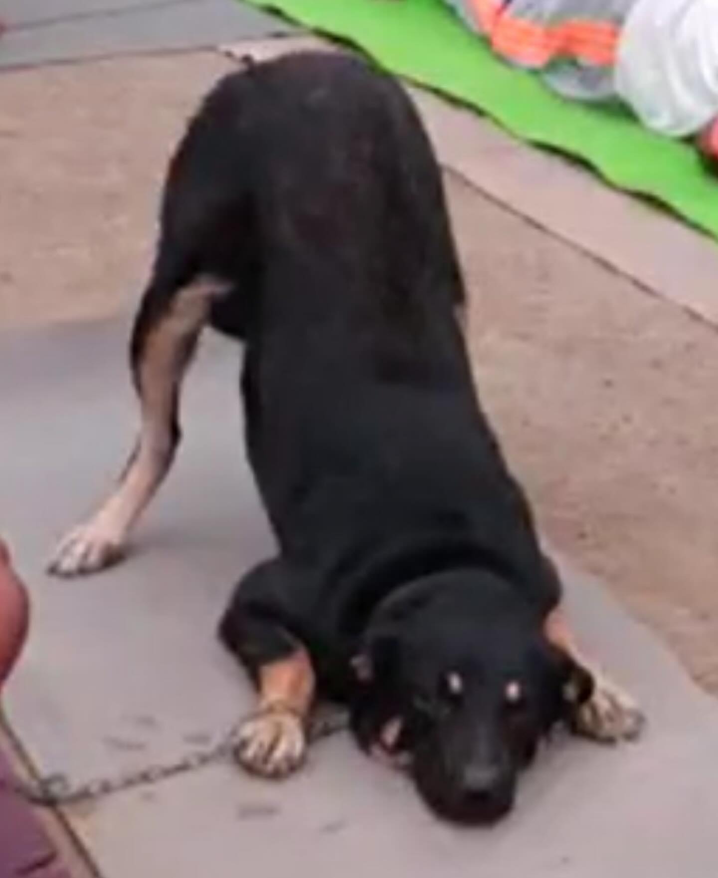 Yoga Dog Steals the Show