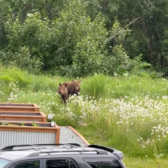 Lisa Mishra's Anchorage Culinary Retreat